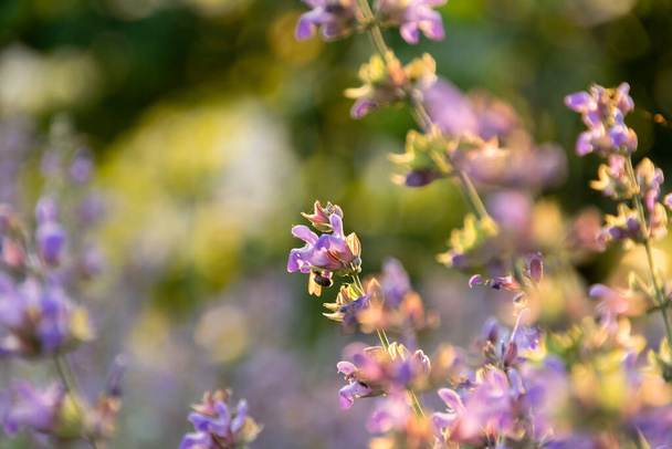 Blossom sage plant close up view, officinal herbs, gardening concept. Nature detail in delicate pastel colors - Foto, imagen