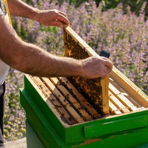 Bijenteelt, werken met bijen, landbouwactiviteiten - Foto, afbeelding