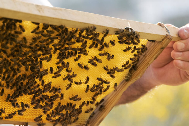 Méhészet, méhekkel való együttműködés, mezőgazdasági tevékenységek - Fotó, kép