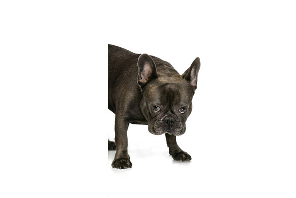 Adorable smart dog, French bulldog posing isolated over white studio background. Concept of activity, pets, care, vet, love, animal life. - Fotoğraf, Görsel