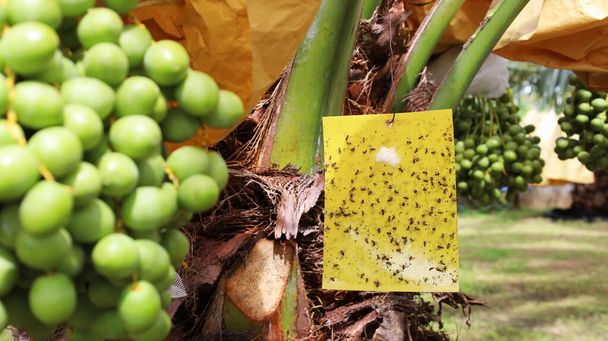 Клейкі пастки в саду. Жовті липкі карткові пастки висять на долонях дати, щоб контролювати комах і шкідників на органічних ділянках з копіювальним простором. Вибірковий фокус
 - Фото, зображення