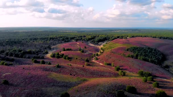 Nationaal park Veluwezoom, bloeiende heidevelden bij zonsopgang op de Veluwe, paarse heuvels van de Posbank Nederland - Video