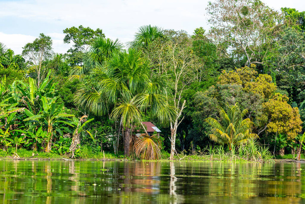Amazon Rainforest Riverbank. Sailing down river Yanayacu at the Amazon jungle, near Iquitos, Peru. South America.  - Фото, изображение