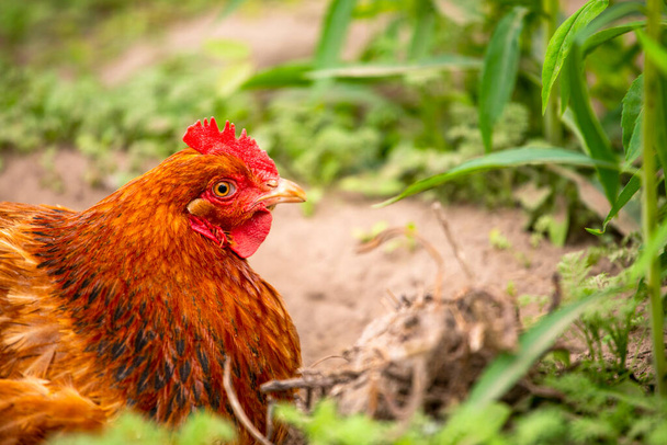 緑の背景でプロファイルの茶色の鶏のクローズアップの頭。農業 - 写真・画像