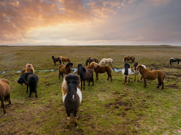 Beautiful Icelandic horses running around in the field. Aerial view with an amazing nature around them. - Photo, image