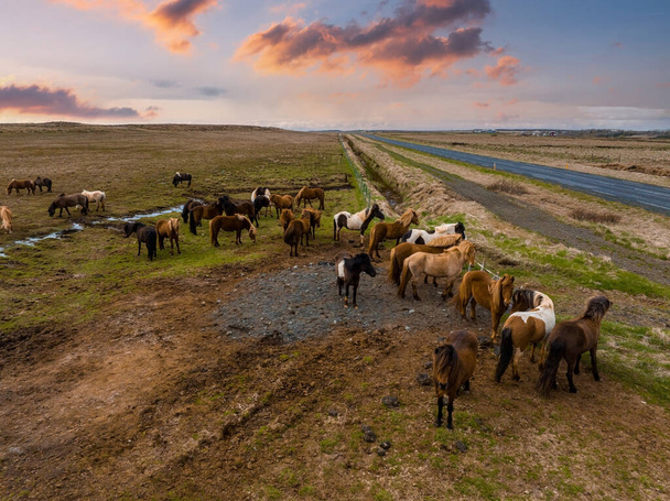 Beautiful Icelandic horses running around in the field. Aerial view with an amazing nature around them. - Foto, Imagem
