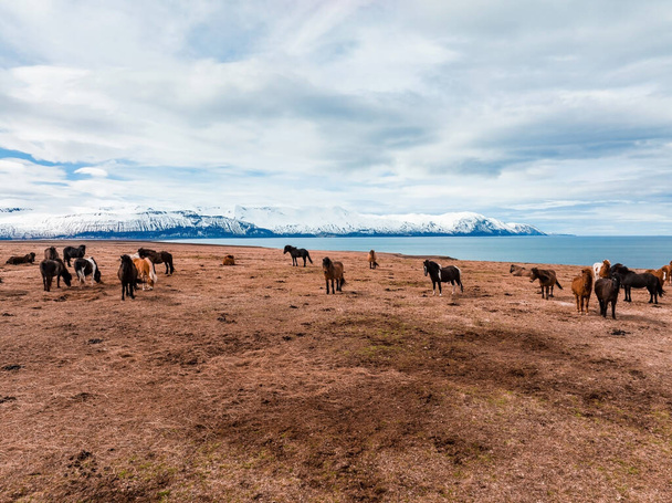 Beautiful Icelandic horses running around in field. Aerial view with an amazing nature around them. - Photo, Image