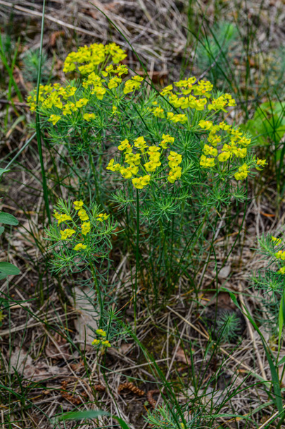 Cypress spurge (Euphorbia cyparissias).detail of cypress spurge flowers (Euphorbia cyparissias) with blurred background . - Photo, Image