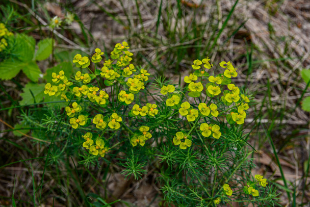 Cypress spurge (Euphorbia cyparissias).detail of cypress spurge flowers (Euphorbia cyparissias) with blurred background . - Photo, Image