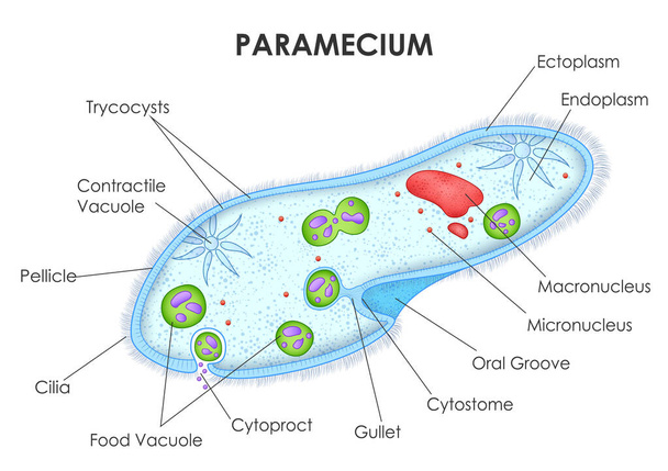 иллюстрация рисунка диаграммы медицинского образования и здравоохранения анатомии Парамеция для изучения биологии науки - Вектор,изображение