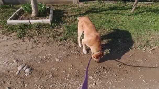 Homme caressant un chien ralenti mains POV été à l'extérieur - Séquence, vidéo