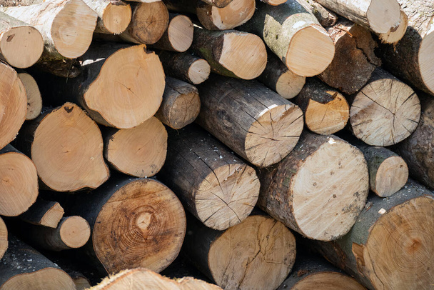 Pile of wood logs storage. Logging for firewood. - Φωτογραφία, εικόνα