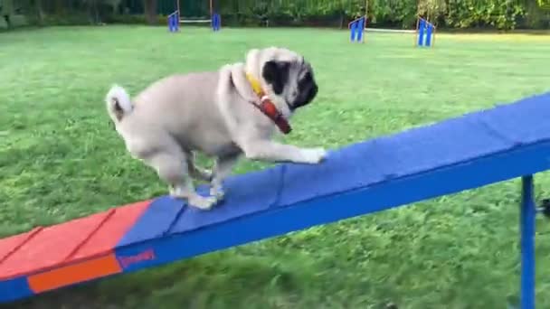 Cute pug training agility outdoors in summertime running on the platform. - Footage, Video