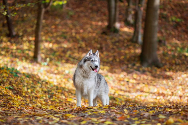 Siberian husky dog in the middle of autumn forest - Foto, afbeelding