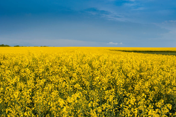 rapeseed with blue sky, canola rapeseed plant close up - Foto, immagini