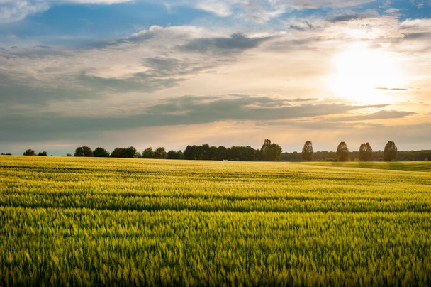 Красивий пейзаж на заході сонця зелений жито і дерева на горизонті
. - Фото, зображення