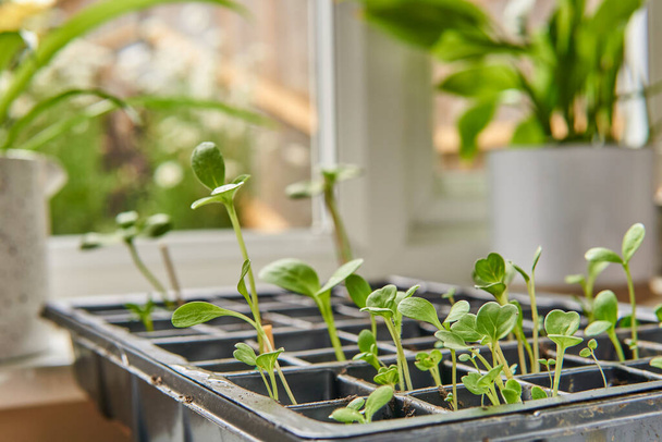 Las plantas jóvenes mezclan plántulas que crecen en una bandeja de propagación cerca de la ventana. Jardinería de primavera y fondo de planta de araña. - Foto, Imagen