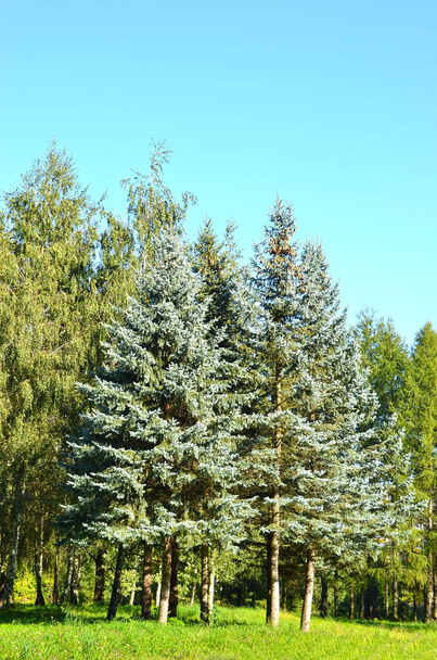 Kaunis sininen kuusen metsässä
 - Valokuva, kuva