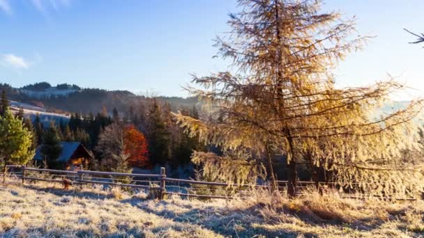 Erstaunliche Herbstlandschaft. Die Sonnenstrahlen durchbrechen tagsüber die Bäume im Nadelwald. Karpaten. Ukraine. - Filmmaterial, Video