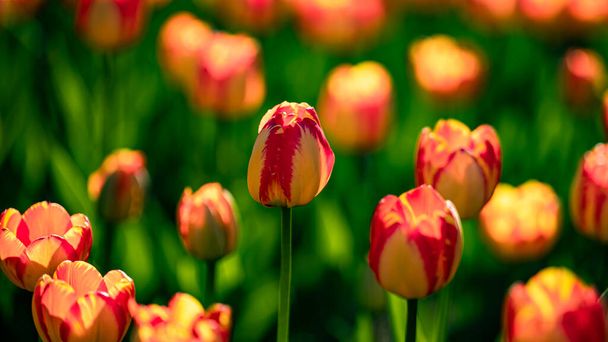 Kwitnące tulipany - zdjęcia w Changchun, Chiny - Zdjęcie, obraz