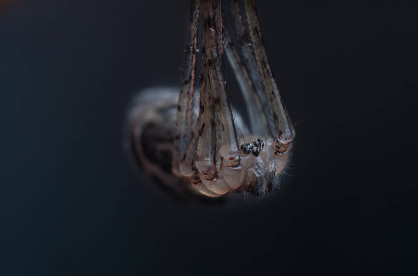plan rapproché extrême de l'araignée pholcide - Photo, image