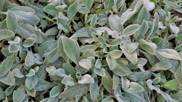 Растение Stachys byzantina, также известное как уха ягненка, шерстяная ежа и т.д. Естественный зеленый фон. - Фото, изображение