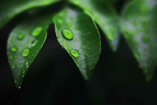 Листя Тропічні лісові дерева текстура фонові шпалери
 - Фото, зображення
