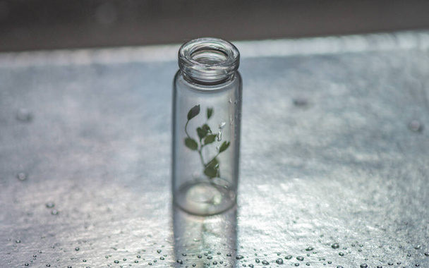 Still life with a fragile plant inside a vial - Фото, зображення