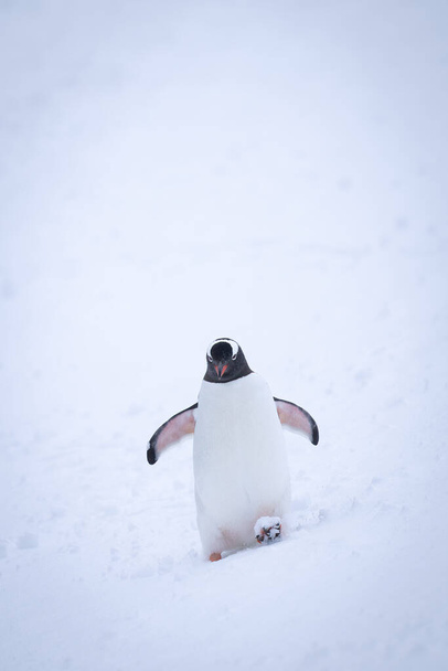 Gentoo pingüino waddles a través de pie de elevación de nieve - Foto, imagen