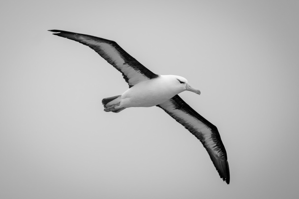 Черно-коричневый альбатрос скользит слева направо в ясном голубом небе. Он имеет белое тело, оранжевый клюв и черно-белые крылья, которые расположены по диагонали, как это банки, чтобы сделать нежный поворот. Снимок с Sony a1 в Южном океане в Decemb - Фото, изображение