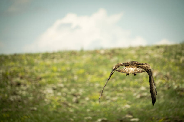 Falcão marrom na natureza - Foto, Imagem