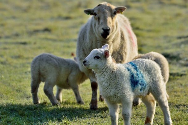 Matka owca Ewe z jagniąt na polu - Zdjęcie, obraz