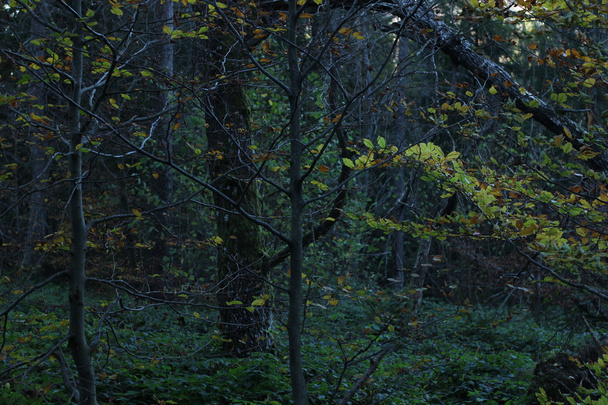 Autumn forest - Photo, Image
