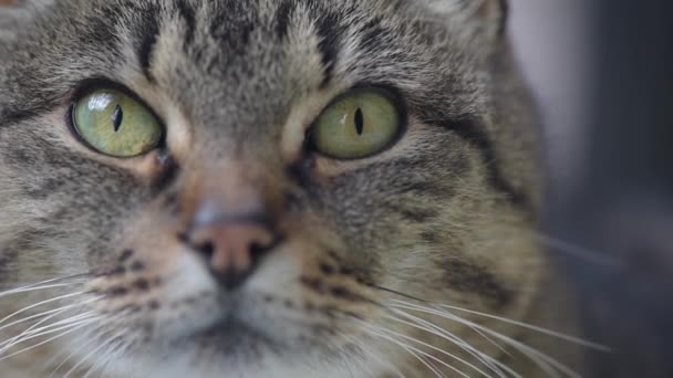 Portret van een huiskat buiten het raam - Video