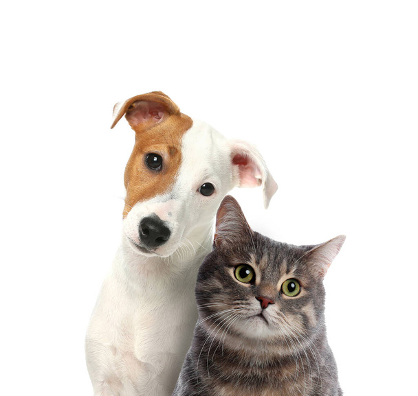Adorable cat and dog on white background. Cute friends - Photo, image