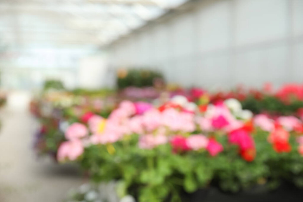 Blurred view of garden center with many different blooming plants - Foto, immagini