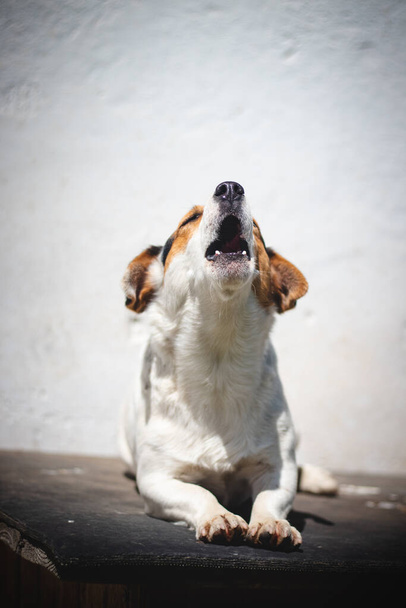 Sakin ve sevecen bir ifadeyle koruyucu Jack Russell Terrier bir çiftlikte yolun ortasında duruyor ve tüm hayvanları izliyor. Kökeni tilki avına dayanır.. - Fotoğraf, Görsel