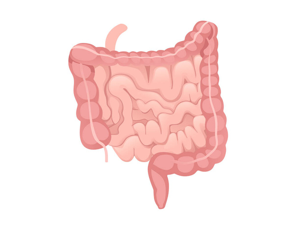 Menselijke darm cartoon ontwerp menselijke anatomie orgaan vector illustratie op witte achtergrond - Vector, afbeelding