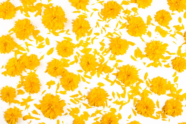 Gele bloemen op geïsoleerde witte achtergrond. Heldere bloemenkaart. Botanie en flora concept. Bovenaanzicht, realistische fotocollage, bloemenbanner, bloemenpatroon voor stoffen, inpakpapier of -kaarten - Foto, afbeelding