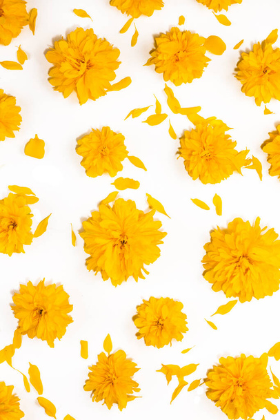 Жовті квіти на ізольованому білому тлі. Яскрава квіткова листівка. Концепція ботаніки та флори. Вид зверху, реалістичний фотоколаж, квітковий банер, квітковий візерунок для тканин, обгортковий папір або картки
 - Фото, зображення