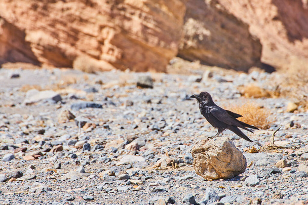 Image of Crow bird resting on small rock in desert mountains - Фото, изображение
