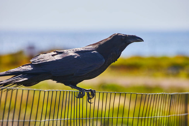 Image of Large black crow resting on metal fence by beach - Фото, изображение