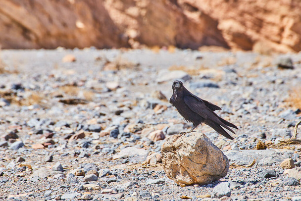 Image of Crow starring at you while on lone rock in desert - Valokuva, kuva