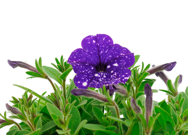 Bouquet of flowers petunia in a pot isolated on a white background.  - 写真・画像