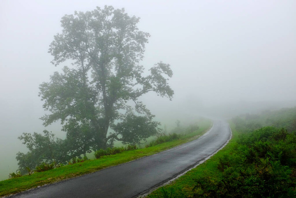 Mlha na Napoleonově cestě do Roncesvalles, Cesta svatého Jakuba (Camino de Santiago), Francie. - Fotografie, Obrázek