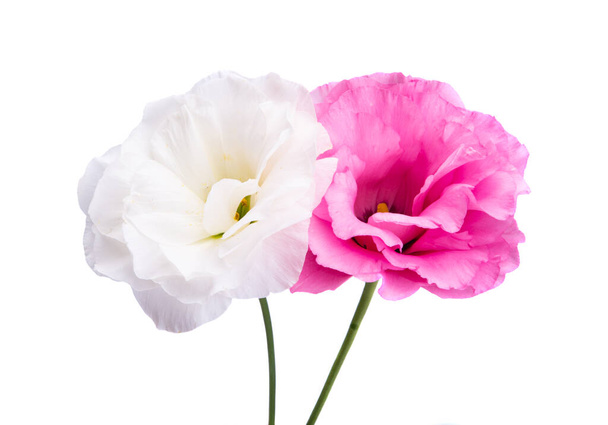 Квітка еустоми ізольована на білому тлі
 - Фото, зображення