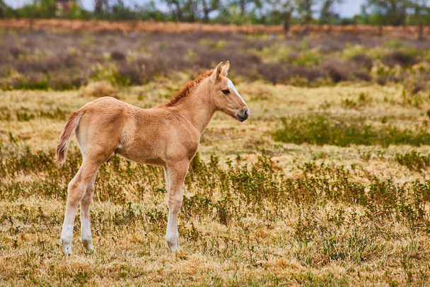 Imagen de Detalle de caballo potro bebé marrón claro - Foto, imagen