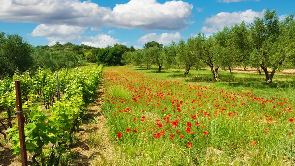Красивый идиллический спокойный средиземноморский пейзаж, зеленый луг дикий красный кукурузный мак цветы, оливковые деревья сад, виноградники, голубое летнее небо, белые пушистые облака - Хорватия, Pakostane - Фото, изображение