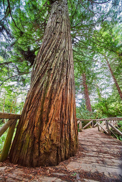 Image of Boardwalk with ancient Redwood tree growing through - Photo, Image