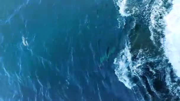 クリスタルクリアマデイラ島の水の中に複数の大西洋イルカ(Stenella frontalis)を発見 - 映像、動画